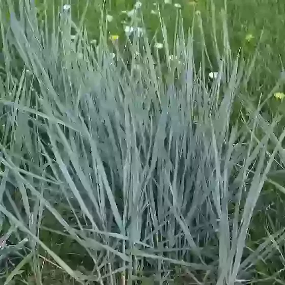 Elymus magellanicus Magellan rye grass